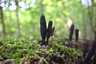 Nyeles agancsgomba (Xylaria longipes), Mátra